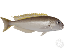 Atlantic Goldeneye Tilefish